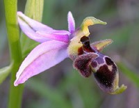 Woodcock Ophrys  - Ophrys scolopax © John Muddeman